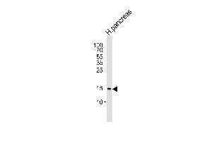 Western blot analysis of lysate from human pancreas tissue lysate, using REG3A Antibody (Center) (ABIN6243964 and ABIN6577449). (REG3A Antikörper  (AA 105-139))