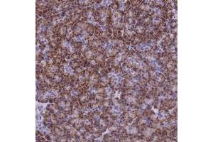 Immunohistochemical staining of human pancreas with SLC24A6 polyclonal antibody  shows strong cytoplasmic positivity in exocrine pancreas in granular pattern. (SLC24A6 Antikörper)