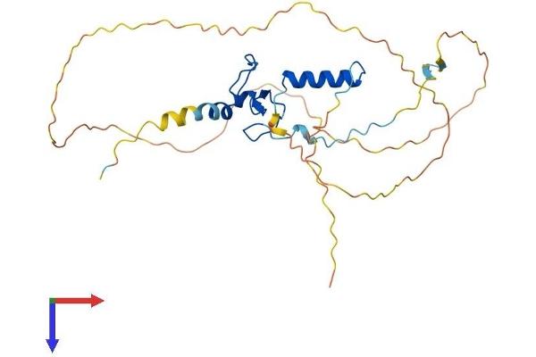 PHF13 Protein (AA 1-300) (His tag)