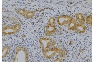 ABIN6277515 at 1/100 staining Human uterus tissue by IHC-P. (KLKB1 Antikörper  (Internal Region))