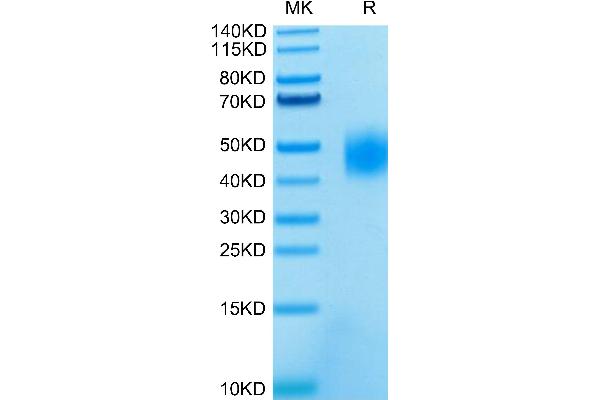 SLAMF7 Protein (AA 23-226) (His-Avi Tag)