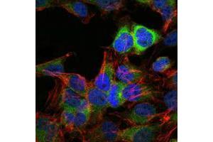Immunofluorescence analysis of Hela cells using HSP90AB1 mouse mAb (green). (HSP90AB1 Antikörper)