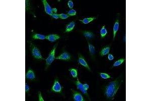 Immunofluorescent analysis of Peroxiredoxin 1 staining in Hela cells. (Peroxiredoxin 1 Antikörper)