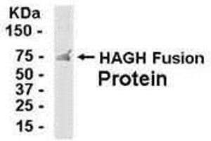 Western Blotting (WB) image for anti-Hydroxyacylglutathione Hydrolase (HAGH) (AA 110-260) antibody (ABIN2468033) (HAGH Antikörper  (AA 110-260))