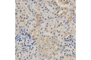 Immunohistochemistry of paraffin-embedded mouse kidney using RBFOX3 antibody at dilution of 1:200 (x400 lens). (NeuN Antikörper)