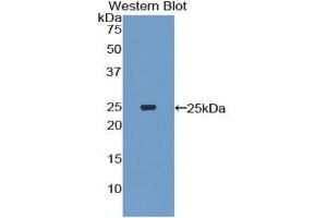 Detection of Recombinant IL27, Mouse using Polyclonal Antibody to Interleukin 27A (IL27A) (IL27 Antikörper  (AA 29-234))