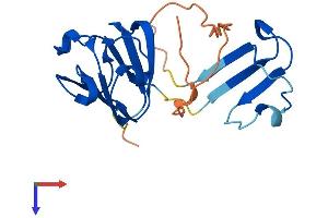 CRYGN Protein (AA 1-182) (His tag)