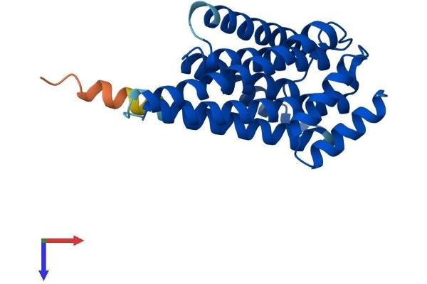 14-3-3 theta Protein (YWHAQ) (AA 1-245) (His tag)