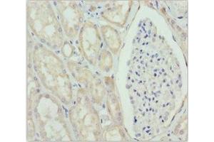 Immunohistochemistry of paraffin-embedded human kidney tissue using ABIN7160688 at dilution of 1:100 (GNS Antikörper  (AA 293-552))