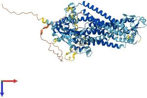 Anoctamin 7 Protein (ANO7) (AA 1-859) (His tag)
