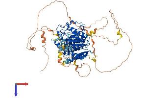 MTMR14 Protein (AA 1-648) (His tag)