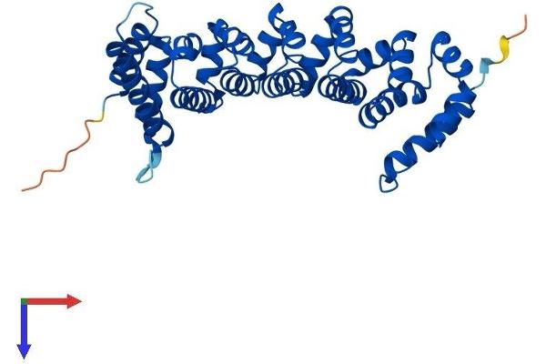 CAB39 Protein (AA 1-341) (His tag)