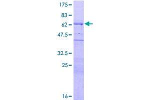 WIPF1 Protein (AA 1-358) (GST tag)