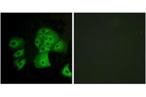Immunofluorescence analysis of A549 cells, using EDG6 Antibody.
