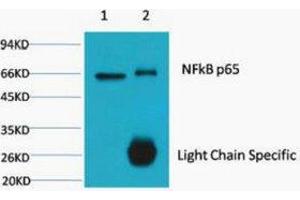 Immunoprecipitation (IP) analysis: 1) Input: HeLa Cell Lysate. (NF-kB p65 Antikörper)