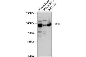 Western blot analysis of extracts of various cell lines, using RIN1 antibody (ABIN6128671, ABIN6146951, ABIN6146952 and ABIN6217912) at 1:3000 dilution. (RIN1 Antikörper  (AA 1-280))