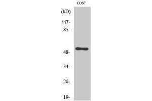 Western Blotting (WB) image for anti-Cell Division Cycle 37 Homolog (S. Cerevisiae) (CDC37) (Tyr593) antibody (ABIN3183813) (CDC37 Antikörper  (Tyr593))