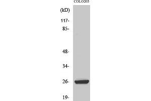 Western Blot analysis of various cells using HMG-2 Polyclonal Antibody.