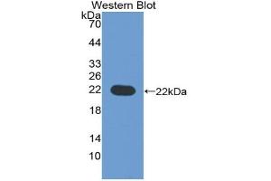 Western blot analysis of recombinant Human CD276. (CD276 Antikörper  (AA 47-219))