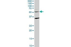 STAU2 monoclonal antibody (M09), clone 3E9. (Double-stranded RNA-binding protein Staufen homolog 2 (STAU2) (AA 2-90) Antikörper)
