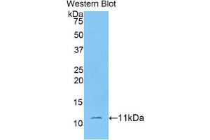 Western Blotting (WB) image for anti-Indoleamine 2,3-Dioxygenase 2 (IDO2) (AA 106-190) antibody (ABIN1176272) (IDO2 Antikörper  (AA 106-190))