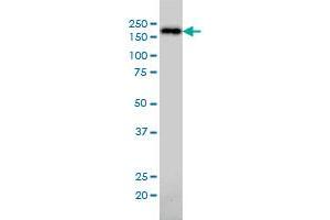 NUMA1 monoclonal antibody (M01), clone 1C5 Western Blot analysis of NUMA1 expression in K-562 . (NUMA1 Antikörper  (AA 200-306))