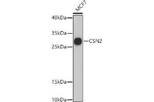 Western blot analysis of extracts of MCF7 cells, using CSN2 antibody (ABIN6133604, ABIN6139112, ABIN6139113 and ABIN6216490) at 1:3000 dilution. (CSN2 Antikörper  (AA 1-100))