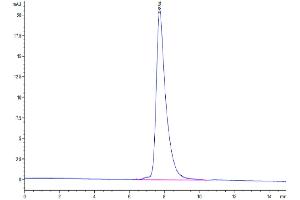 The purity of Mouse EDA2R is greater than 95 % as determined by SEC-HPLC. (Ectodysplasin A2 Receptor Protein (EDA2R) (AA 1-138) (Fc Tag))