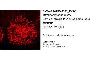 Sample Type: Mouse PFA-fixed spinal cord sectionsPrimary Dilution: 1:16,000 (Homeobox C6 Antikörper  (C-Term))