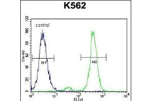 VILL Antibody (Center) (ABIN656022 and ABIN2845397) flow cytometric analysis of K562 cells (right histogram) compared to a negative control cell (left histogram).