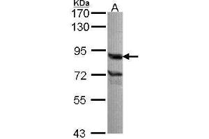 WB Image Sample (30 ug of whole cell lysate) A: A549 7. (THOC1 Antikörper  (C-Term))