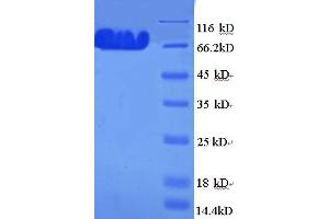 SDS-PAGE (SDS) image for Myosin Regulatory Light Chain Interacting Protein (MYLIP) (AA 1-445), (full length) protein (GST tag) (ABIN4975787)