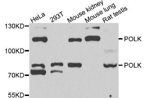 Western blot analysis of extracts of various cell lines, using POLK antibody (ABIN5973607) at 1/1000 dilution. (POLK Antikörper)