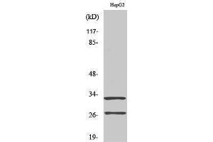 Western Blotting (WB) image for anti-Cathepsin G (CTSG) (cleaved), (Ile21) antibody (ABIN3181797) (Cathepsin G Antikörper  (cleaved, Ile21))