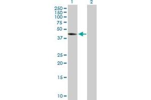 Western Blot analysis of THEG expression in transfected 293T cell line by THEG MaxPab polyclonal antibody. (THEG Antikörper  (AA 1-379))