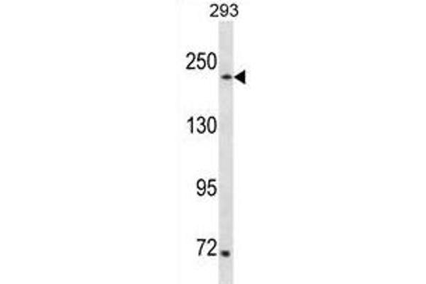 SETD1A antibody  (AA 927-956)