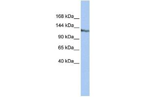 Western Blotting (WB) image for anti-SWI/SNF-Related, Matrix-Associated Actin-Dependent Regulator of Chromatin, Subfamily A, Containing DEAD/H Box 1 (SMARCAD1) (N-Term) antibody (ABIN2775895)