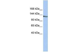 WB Suggested Anti-SMARCAD1 Antibody Titration:  0.