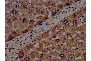 IHC image of ABIN7142850 diluted at 1:300 and staining in paraffin-embedded human liver tissue performed on a Leica BondTM system. (CYP8B1 Antikörper  (AA 303-440))