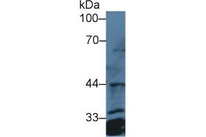 Detection of PTGES2 in Human Hela cell lysate using Polyclonal Antibody to Prostaglandin E Synthase 2 (PTGES2) (PTGES2 Antikörper  (AA 145-357))