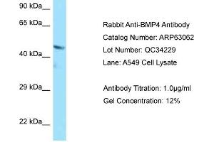 Western Blotting (WB) image for anti-Bone Morphogenetic Protein 4 (BMP4) (C-Term) antibody (ABIN2789354)