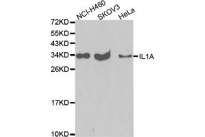 Western blot analysis of extracts of various cell lines, using IL1A antibody (ABIN5971197) at 1/1000 dilution. (IL1A Antikörper)