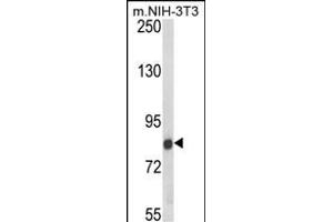 Western blot analysis of TARSL2 Antibody (Center) (ABIN652597 and ABIN2842401) in NIH-3T3 cell line lysates (35 μg/lane). (TARSL2 Antikörper  (AA 380-408))