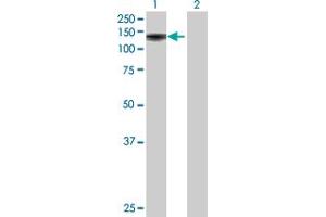 Western Blot analysis of FAM179B expression in transfected 293T cell line by FAM179B MaxPab polyclonal antibody. (FAM179B Antikörper  (AA 1-974))