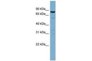 Image no. 1 for anti-Signal Transducer and Activator of Transcription 3 (Acute-Phase Response Factor) (STAT3) (C-Term) antibody (ABIN6741815) (STAT3 Antikörper  (C-Term))