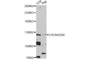 Western blot analysis of extracts of various cell lines, using CACNA2D4 antibody (ABIN5997350) at 1/1000 dilution. (CACNA2D4 Antikörper)