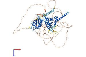 SIM1 Protein (AA 1-765) (His tag)