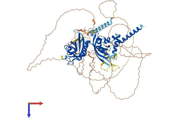 SIM1 Protein (AA 1-765) (His tag)