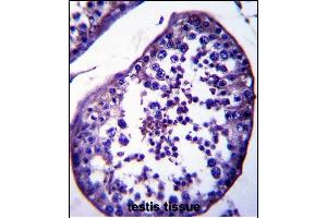 STA18 Antibody (N-term) (ABIN657881 and ABIN2846836) immunohistochemistry analysis in formalin fixed and raffin embedded human testis tissue followed by peroxidase conjugation of the secondary antibody and DAB staining. (SPATA18 Antikörper  (N-Term))