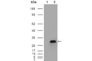 Western Blot showing APOA1 antibody used against HEK293T cells transfected with the pCMV6-ENTRY control (1) and pCMV6-ENTRY APOA1 cDNA (2). (APOA1 Antikörper)